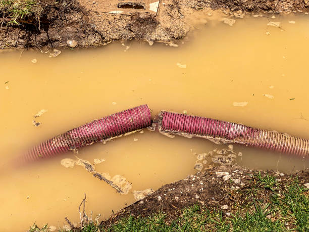 Best Mold removal after water damage  in Bardstown, KY